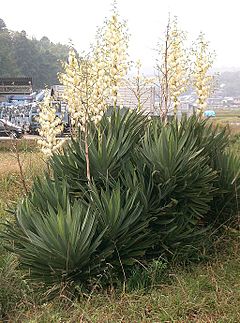 Description de l'image Yucca gloriosa1.jpg.