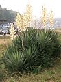 Yucca gloriosa1.jpg