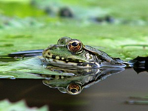 Grenouille verte dans un étang du jardin botanique de Zurich.