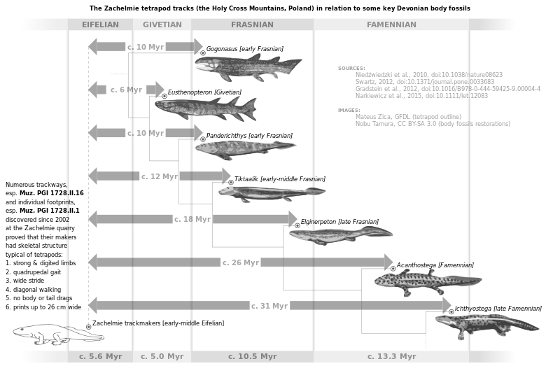 File:Zachelmie tracks vs selected Devonian fossils.svg