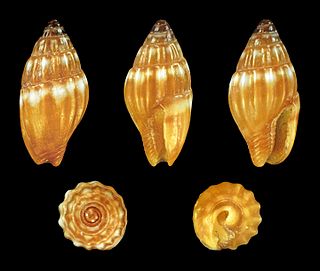 <i>Zafra succinea</i> Species of gastropod