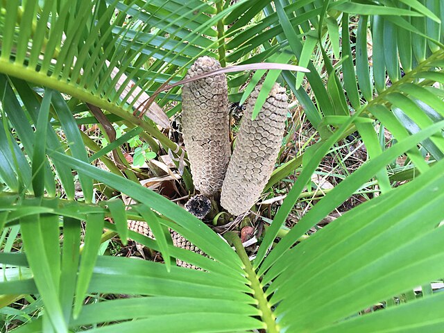 Zamia inermis cone