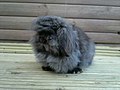 Zashion's Beatrice, dark sable Mini Lion Lop