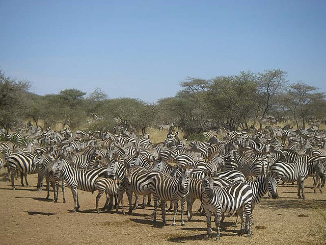 File:Zebraer_i_Serengeti.jpg