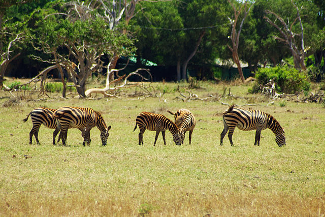 File:Zebras_in_Tsavo_East_(5232102587).jpg