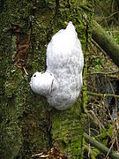 Reticularia lycoperdon (Mycetozoa, Reticulariaceae)