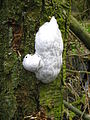 Zilveren boomkussen (Reticularia lycoperdon). -commons-