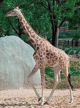 Kordofangiraffe