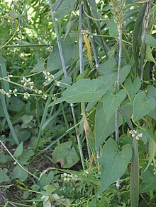 Zwaluwtong plant (Fallopia convolvulus).jpg