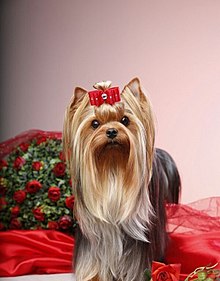 Yorkshire Terrier 1.jpg