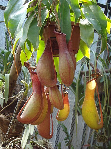 File:Непентес (Nepenthes sp.) в оранжерее.jpg