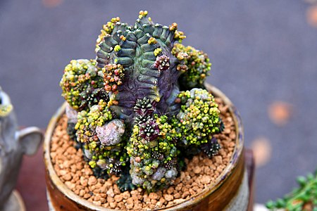 กระบองเพชร Cactus of Thailand