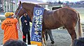 ばんえい記念の優勝レイが装着される勝利馬のフジダイビクトリー CC BY-SA 4.0
