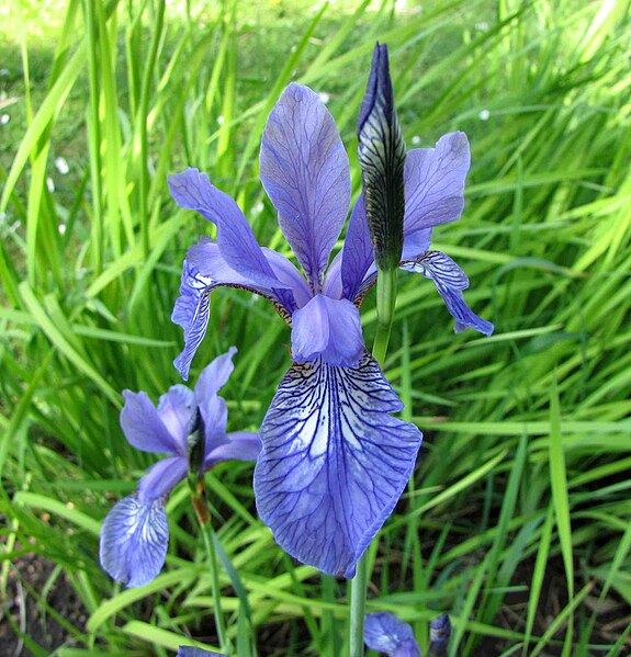 File:鳶尾屬 Iris sanguinea x sibirica -維也納大學植物園 Vienna University Botanical Garden- (28231940340).jpg