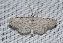 - 6442 - Pimaphera sparsaria (мүмкін) (18498165213) .jpg