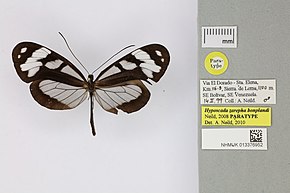 Descrierea imaginii 013376952 Hyposcada zarepha bonplandi Neild 2008 PT.jpg.