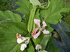 02242jfBauhinia purpurea flowers Bulacanfvf 04.jpg