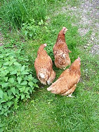 Haushuhn, Free range chickens