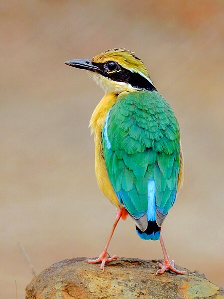 File:11. Indian pitta (Pitta brachyura) photograph by Shantanu Kuveskar.jpg