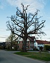 1 linden tree (Friedenslinde) .jpg