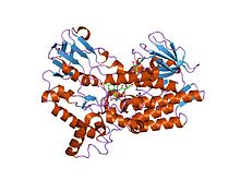 Modèle tridimensionnel de l'enzyme