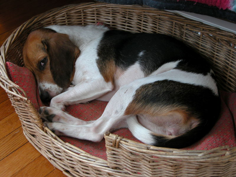 File:2003-09-16 Beagle in a basket.jpg