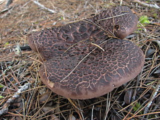 <i>Sarcodon squamosus</i> Species of fungus