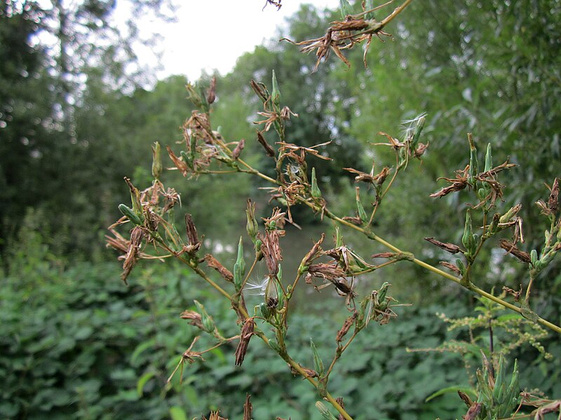 File:20120828Lactuca serriola4.jpg