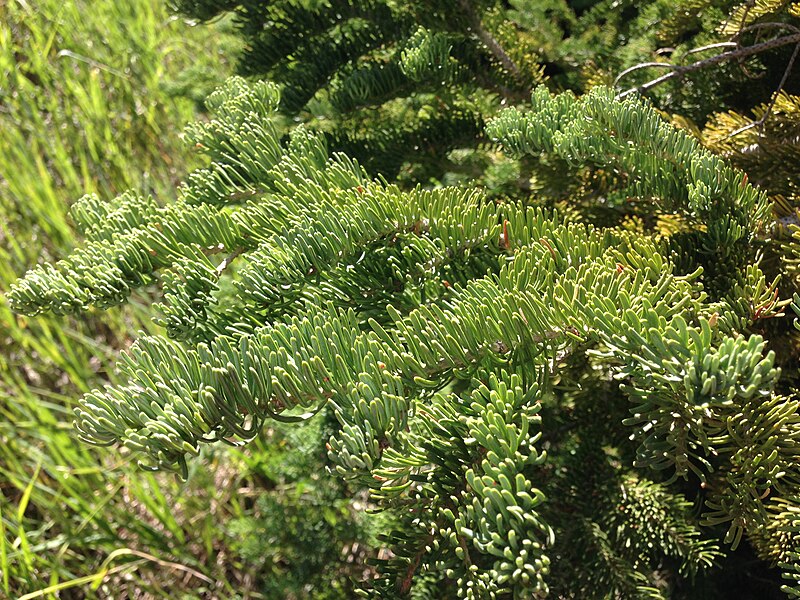 File:2013-07-21 16 06 27 Closeup of Abies lasiocarpa (Subalpine fir) foliage along Jack Creek Summit Road (Elko County Route 732) west of North Fork in Elko County, Nevada.jpg