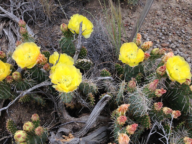 File:2014-06-15 11 33 54 Prickly Pear Cactus blossums in Elko, Elko County, Nevada.jpg