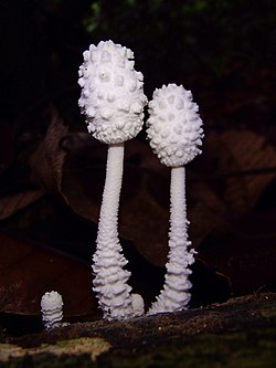 2014-11-04 Leucocoprinus cretaceus (Bull.-Fr.) Locq 490361.jpg