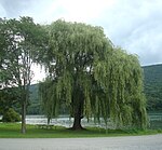 2014 Bald Eagle State Park weeping willow.jpg