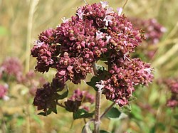 20150722Origanum vulgare1.jpg