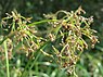 Bosbies (Scirpus sylvaticus)