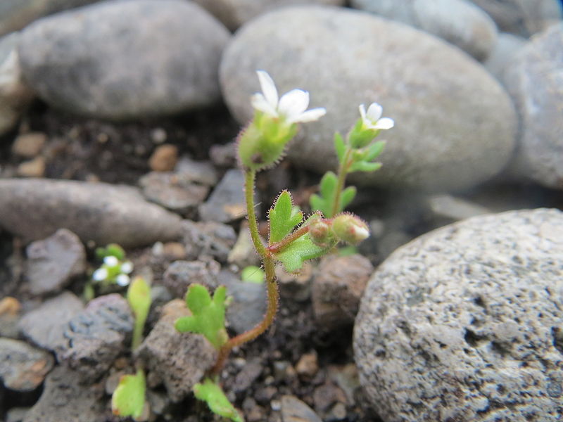 File:20160415Saxifraga tridactylites3.jpg