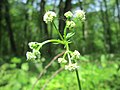 Wald-Sanikel Sanicula europaea