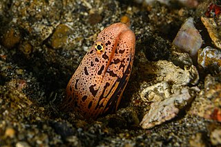 <span class="mw-page-title-main">Banded mud moray eel</span> Species of fish