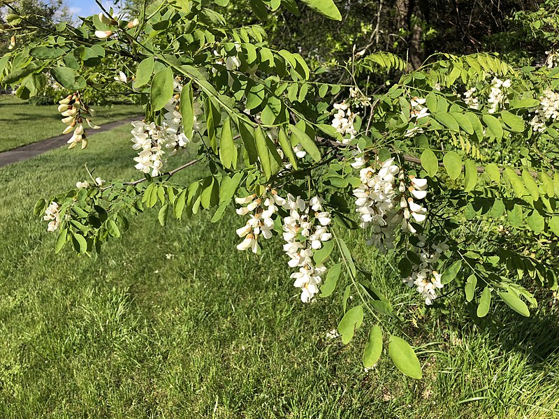 File:2020-05-09 17 31 47 Black Locust flowers within Franklin Farm Park in the Franklin Farm section of Oak Hill, Fairfax County, Virginia.jpg