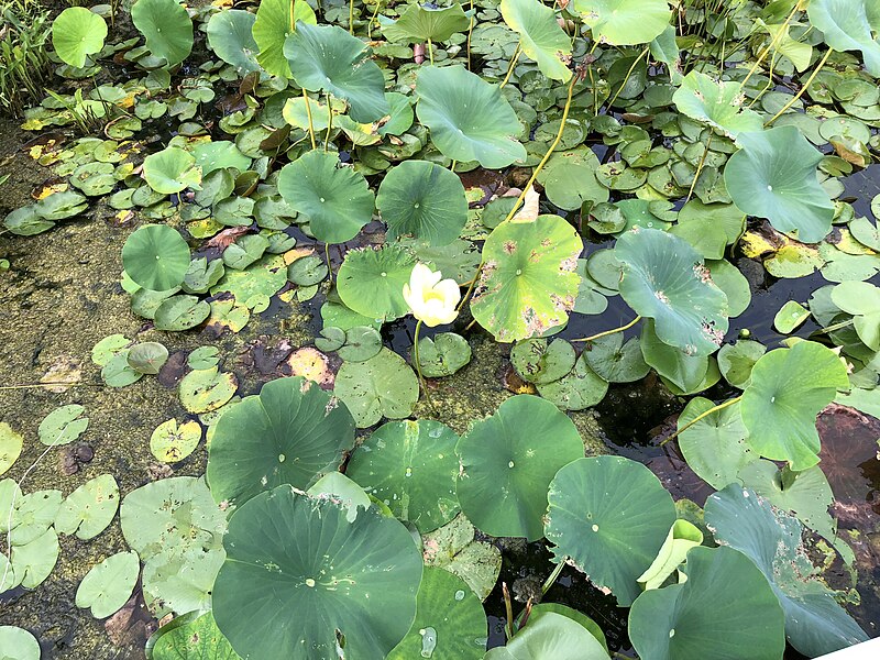 File:2020-08-16 16 51 54 American Lotus flower and leaves in Swartswood Lake within Stillwater Township, Sussex County, New Jersey.jpg