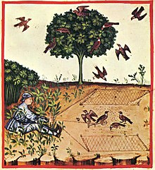 Trap nets used to trap birds (tacuinum sanitatis casanatensis); 14th century. 34-caccia tortore,Taccuino Sanitatis, Casanatense 4182..jpg