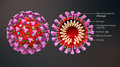 3D medical animation coronavirus structure vie.png