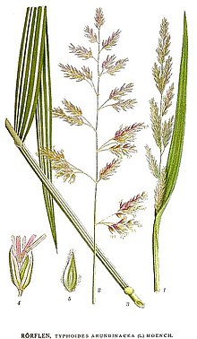 Ботаническая иллюстрация из книги К. А. М. Линдмана Bilder ur Nordens Flora, 1917—1926