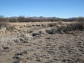 Former San Simon Ciénega on the Arizona/New Mexico Border. Now dead, this ciénaga is beyond any possible recovery due to serious water overdraft, despite determined, long-term government effort. (2010)