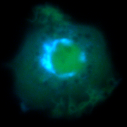 November 2: ADP ribosylation factor distribution in a macrophage, highlighting the Golgi apparatus.