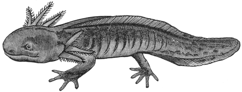 File:AGTM D115 The Axolotl - Siredon pisciforme.png