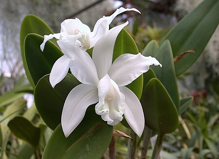Tập_tin:A_and_B_Larsen_orchids_-_Cattleya_forbesii_alba_DSCN2712.jpg