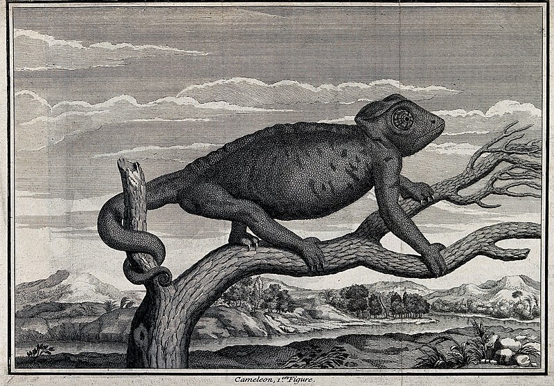 File:A chameleon on a branch with landscape background. Etching. Wellcome V0022468.jpg