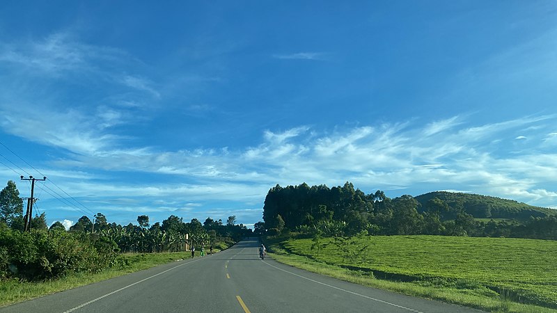 File:A road through the a tea estate in Kyamuhunga in Bushenyi district in western Uganda.jpg