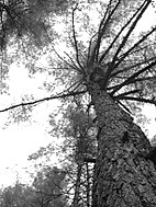 A tree in the Motithang Takin Preserve