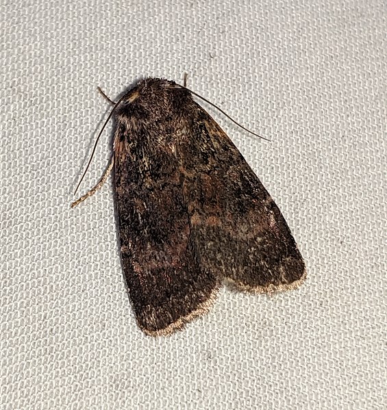 File:Abagrotis apposita 90402906.jpg